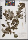 Foto von Salix caprea L.